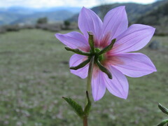 Dahlia australis