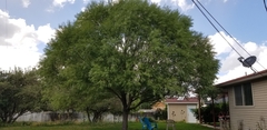 Salix