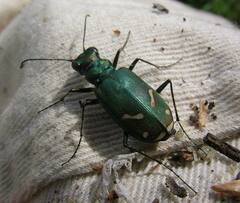 Cicindela purpurea
