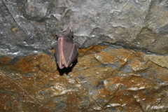 Rhinolophus