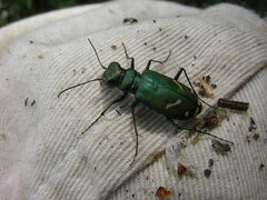 Cicindela purpurea