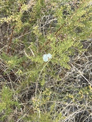 Artemisia dracunculus