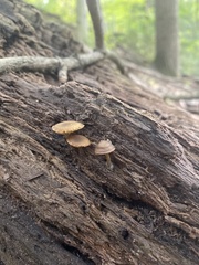 Pholiotina rugosa