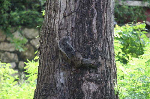 Yucatan Squirrel