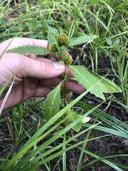 Bidens comosa