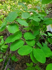 Lonicera utahensis