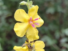 Verbascum sinuatum