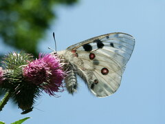 Parnassius apollo