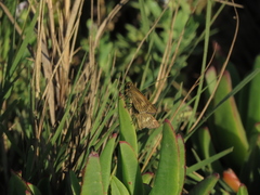 Panoquina errans