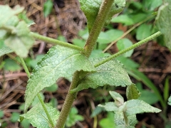 Verbascum sinuatum