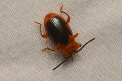 Aphorista laeta