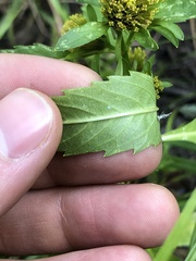Bidens comosa