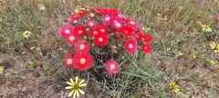 Lampranthus coccineus
