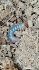 Lucanidae