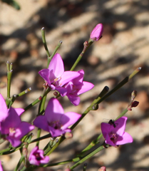 Boronia denticulata