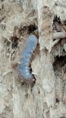 Lucanidae