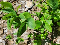 Lonicera utahensis