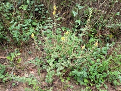 Verbascum sinuatum