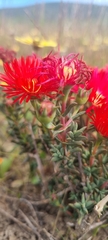 Lampranthus coccineus