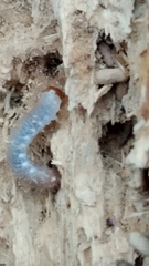 Lucanidae