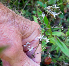 Phlox maculata