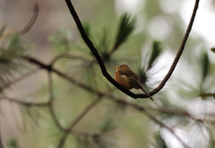 Mitrephanes phaeocercus