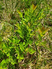 Vaccinium cespitosum