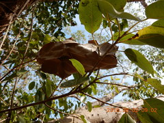 Oecophylla smaragdina