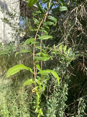 Zanthoxylum hirsutum