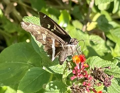 Chioides albofasciatus