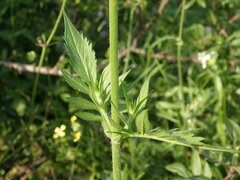 Knautia integrifolia