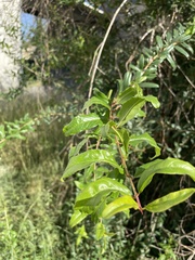 Zanthoxylum hirsutum