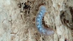 Lucanidae