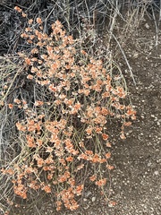 Ephedra torreyana