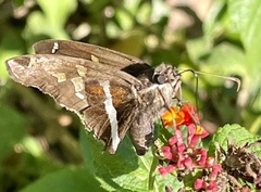 Chioides albofasciatus