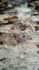 Lucanidae
