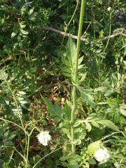 Knautia integrifolia