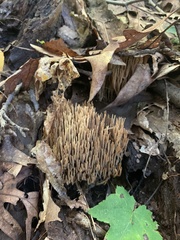 Ramaria rasilispora