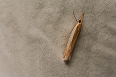 Crambus leachellus