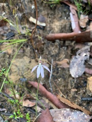 Caladenia