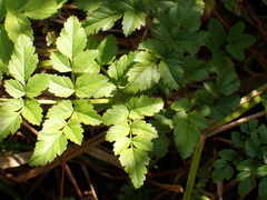 Angelica genuflexa
