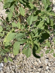 Amaranthus palmeri