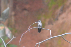 Lampornis clemenciae