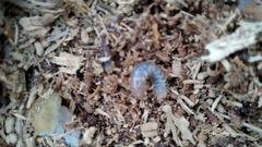 Lucanidae