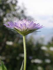 Knautia integrifolia