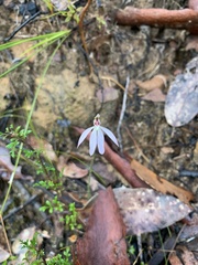 Caladenia