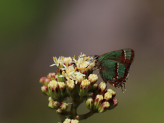 Callophrys dospassosi
