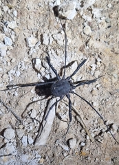 Sclerosomatidae