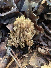 Ramaria rasilispora