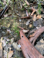 Caladenia
